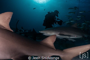 Shark Diver at Tiger Beach by Jeen Snidvongs 
